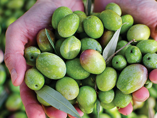 Website Nutrifarms